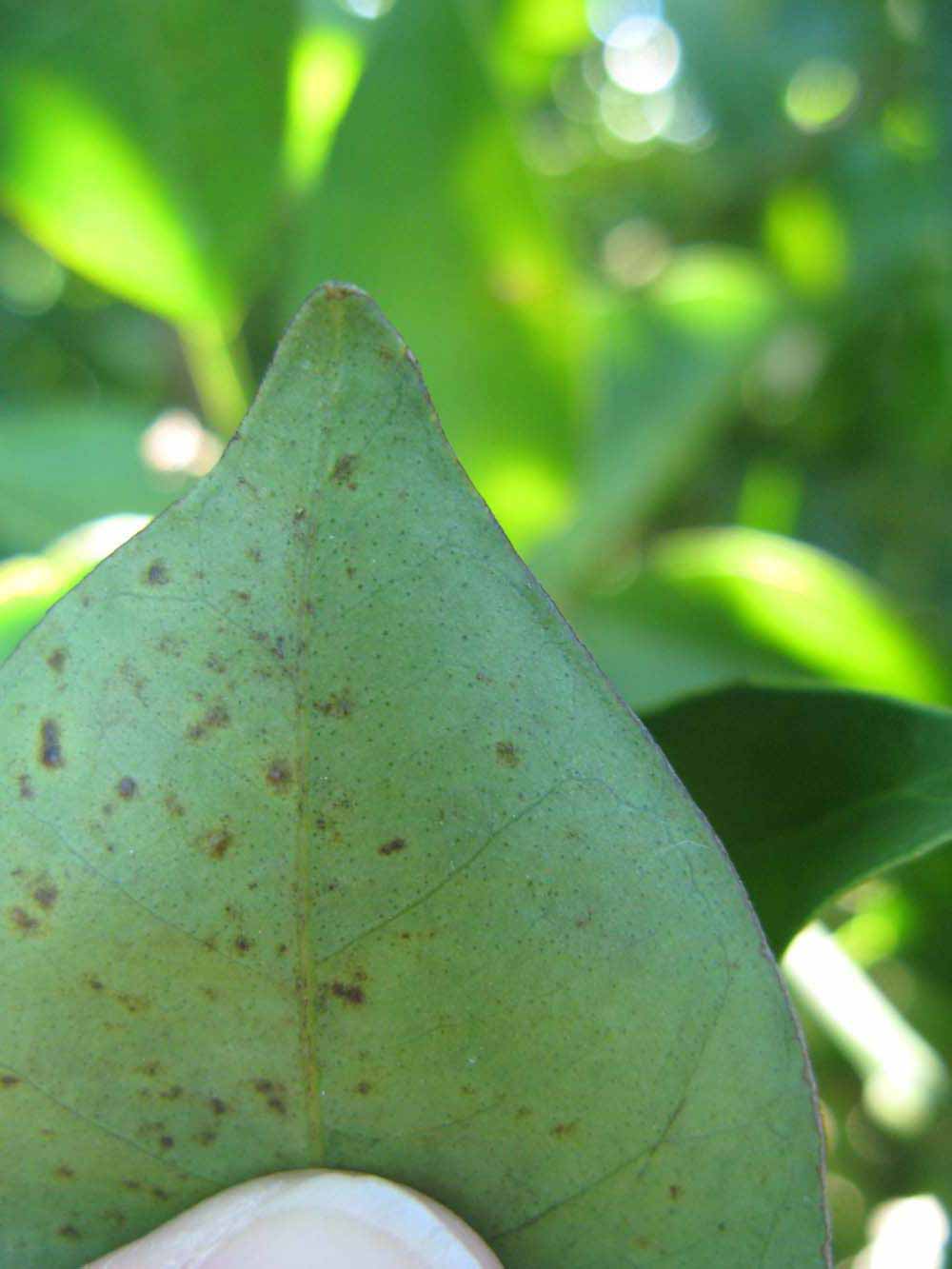              Margin (Winter Haven, FL)       